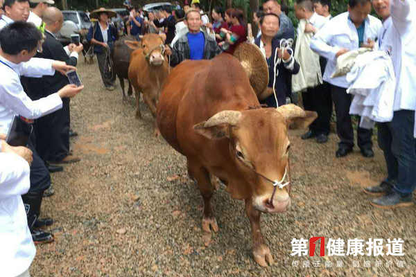 “千牛同耕”延续千年农耕文明