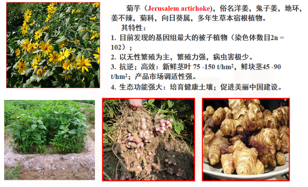 菊芋产业是有非常光明前景的新兴产业