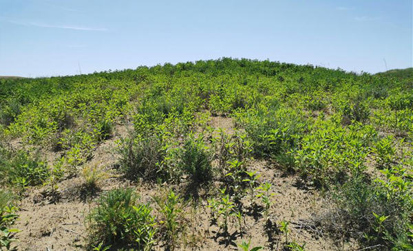 青海：从高原上走下来的菊芋产业