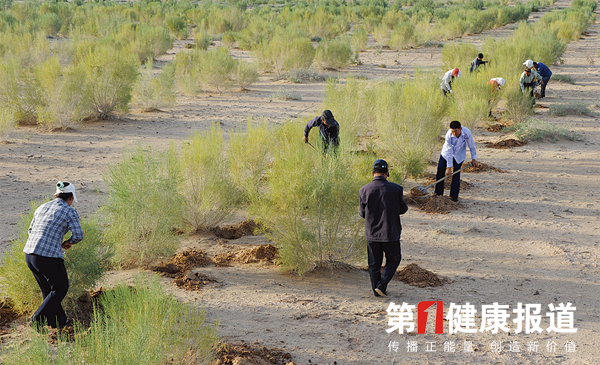 生态+健康推动阿拉善沙产业经济快速发展