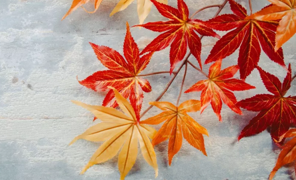 秋分话养生 | 秋分者，阴阳相半，以“平”为重