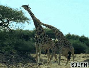 1571382566483825.gif 微信图片_20191018141255.gif