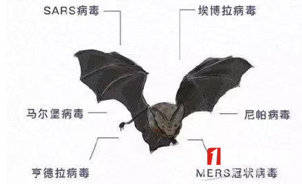 抗疫解惑  “超级病毒”为何源于蝙蝠？