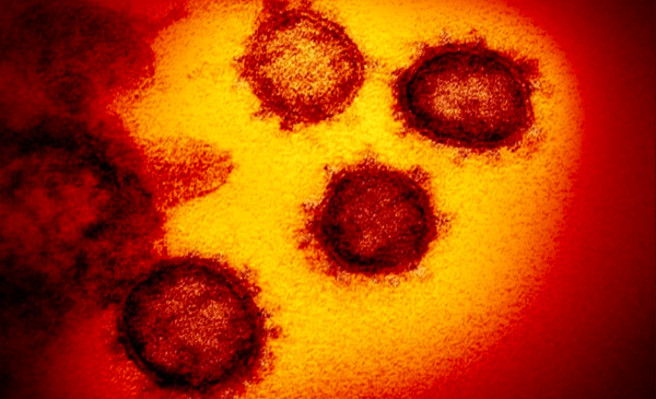 专家详解“病毒”是如何被“包养”的？还