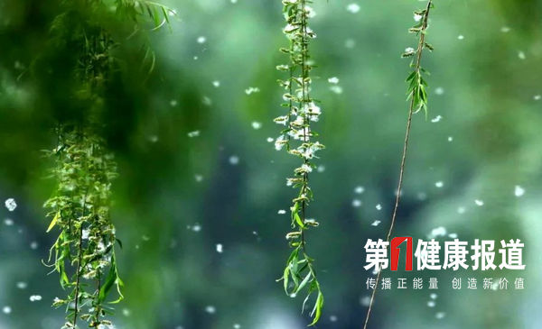 北京预警10号前后杨柳飞絮高发做好防护