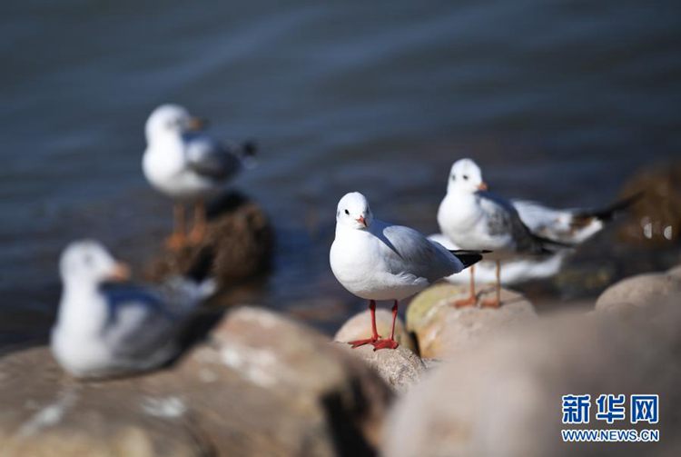 第一健康报道 第一健康报道