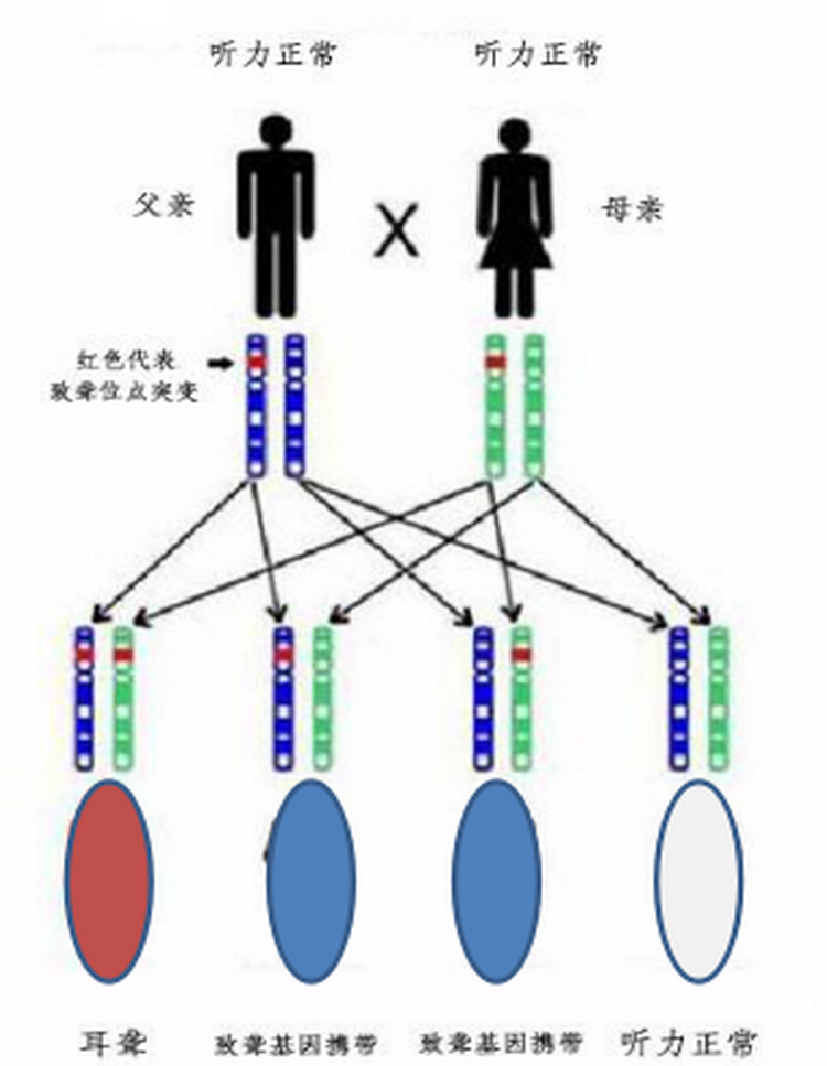 遗传耳.png