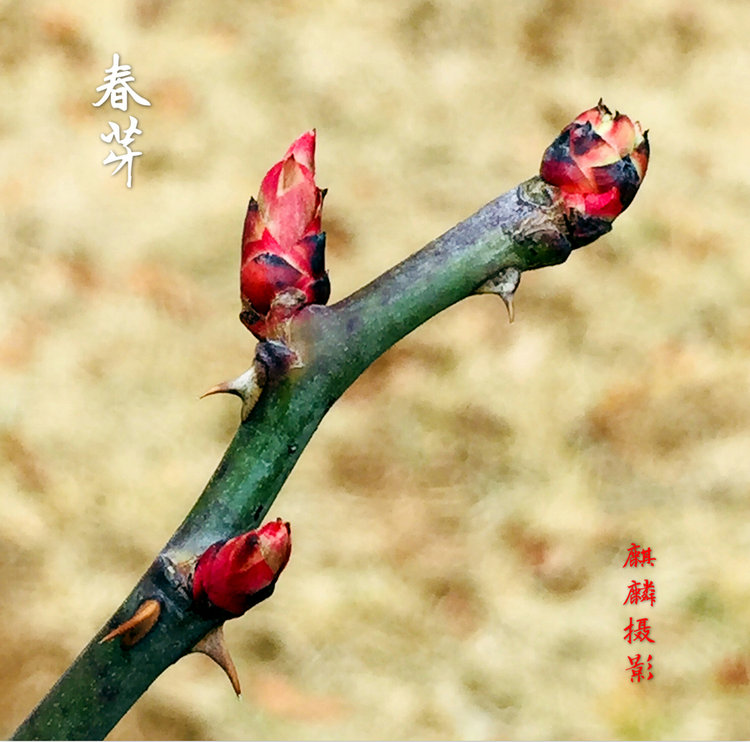 辛丑惊蛰节气会给人体带来哪些影响？