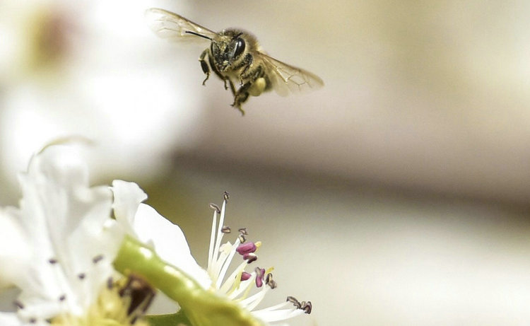 你花粉过敏吗？预防性用药可减轻过敏症状