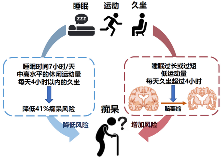 睡好觉、多运动、少久坐可减少41%阿尔茨海默病风险