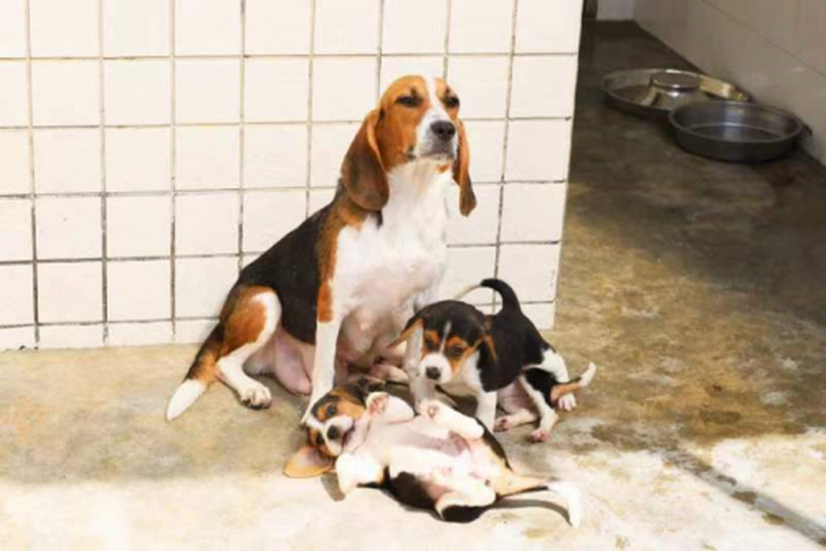 人类疾病模型犬研究中心项目在粤港澳大