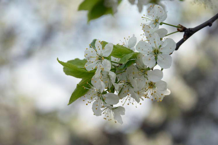 春天上火，对症灭火