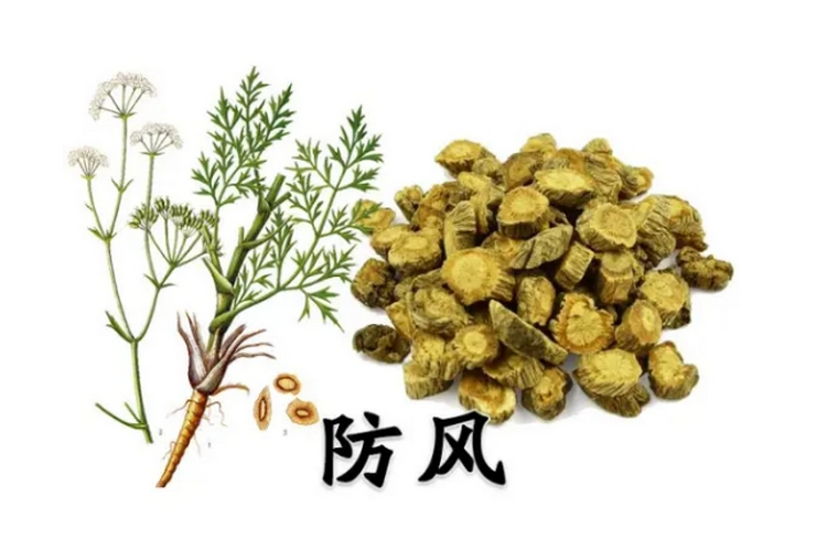 七〇七天然制药丨中药中的“屏风”——防风