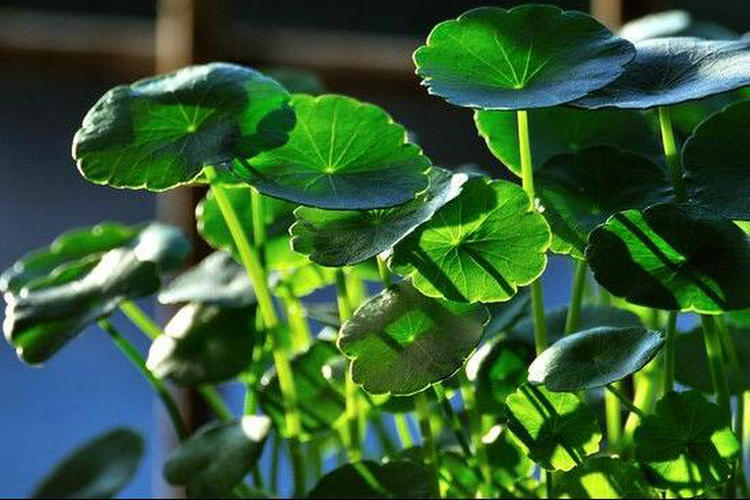 七O七天然制药 | 形如铜钱，草能化石——金钱草