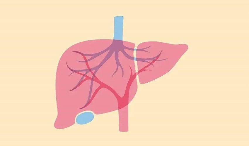 肝苏颗粒 有效辅助改善脂肪肝疾病