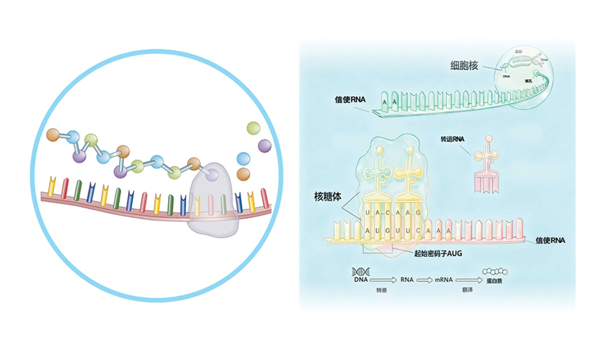 科学家重现约40亿年前RNA与氨基酸的“