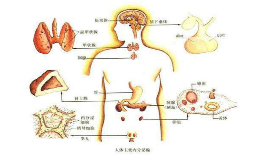 发酵粘液乳杆菌YDJ-6为代谢健康提供新