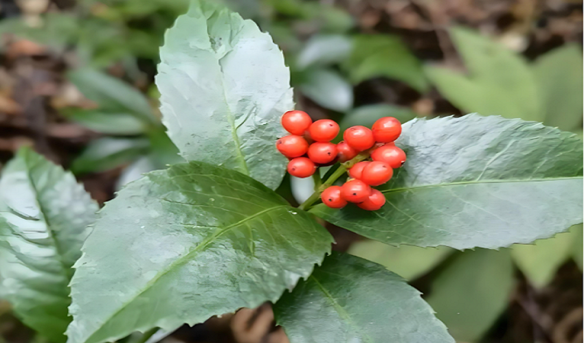 科学解析流感咽喉不适：中医药肿节风的多靶点作用机制与临床应用